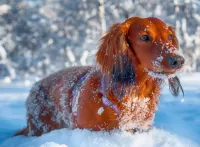 Bulmaca Dachshund in the snow