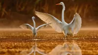 Quebra-cabeça Dancing swans