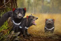 Quebra-cabeça Tasmanian devil