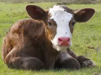 Bulmaca Calf on the grass