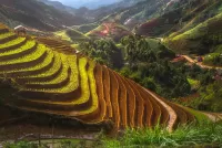 Quebra-cabeça Terrace farming