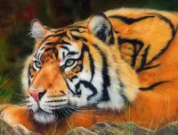 Zagadka Tiger