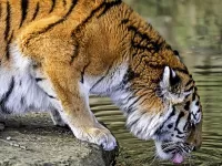 Rompecabezas Tigr 10