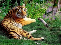 Rompecabezas Tiger