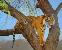 Rompecabezas Tigr