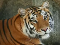 Пазл Тигр 