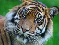 Slagalica Tiger