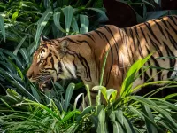 Slagalica Tiger