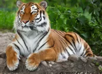 Rätsel Tiger