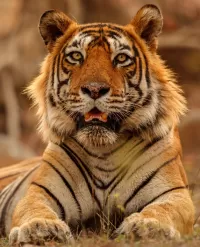 Quebra-cabeça Tiger