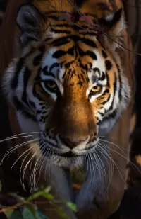 Bulmaca Tiger
