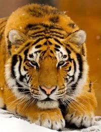 パズル Tiger