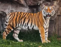 Rompecabezas Tiger