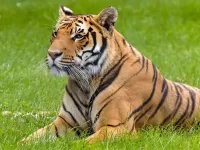 Zagadka Tigr 6