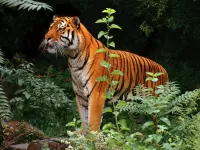 Zagadka Tigr 9