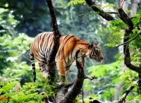 Bulmaca Tiger on the tree