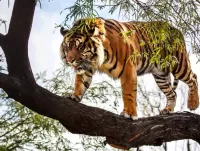 Puzzle Tiger on a tree