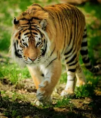 パズル Tiger on the trail