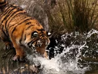Пазл Тигр на водопое