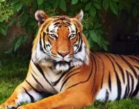 Zagadka Tiger resting