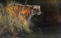 Puzzle Tiger near the water
