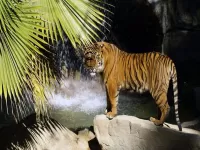 Jigsaw Puzzle Tiger by the waterfall
