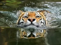 Puzzle tiger in the river