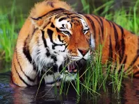 Rompecabezas Tiger in water