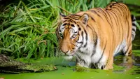 Quebra-cabeça Tiger in water