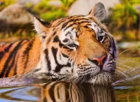Rompecabezas Tiger in the water