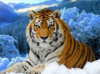 Пазл Тигр зимой 