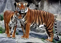 Rompecabezas Tigers