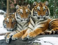 Quebra-cabeça Tigers