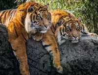 Пазл Тигры на камне