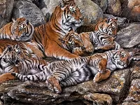 Пазл Тигры на отдыхе