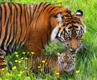 Пазл Тигры в траве
