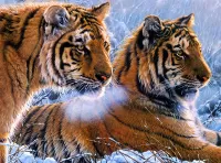 Rompecabezas Tigers in winter