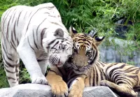 Slagalica Tigerish tenderness