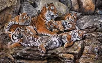 Puzzle Tiger family