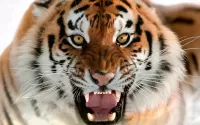 Quebra-cabeça Tiger grin