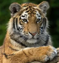 Rätsel Tiger portrait