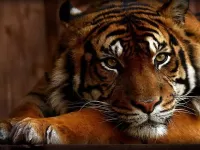 Zagadka Tigress