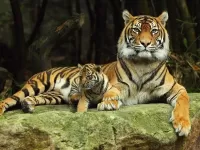 Jigsaw Puzzle Tigritsa s tigrenkom