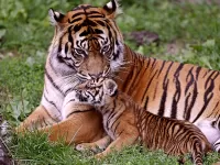 Rompecabezas The tigress with cub
