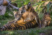 Пазл Тигрица с тигрятами