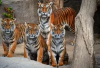 Слагалица Tigress with cubs