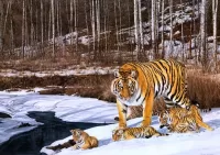 Jigsaw Puzzle Tigress with cubs