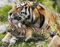 Jigsaw Puzzle Tigress with a cub