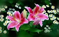 Jigsaw Puzzle Tiger lilies