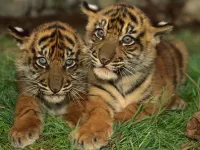 Jigsaw Puzzle Cubs